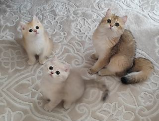 Full şecere Golden  ( Başvuru yapmayınız)