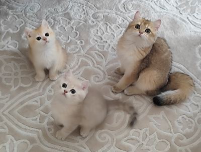 Full şecere Golden  ( Başvuru yapmayınız)