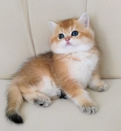British Shorthair Golden Full Şecereli Dişi Yavru xx ( Başvuru yapmayınız)