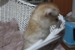 Afyonkarahisar’da Güzel Bir Yuva Arayan Sevimli Kedi ( Başvuru yapmayınız)