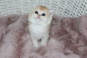 Aksaray’da Sahiplenilmeyi Bekleyen Tatlı Kedi ( Başvuru yapmayınız)