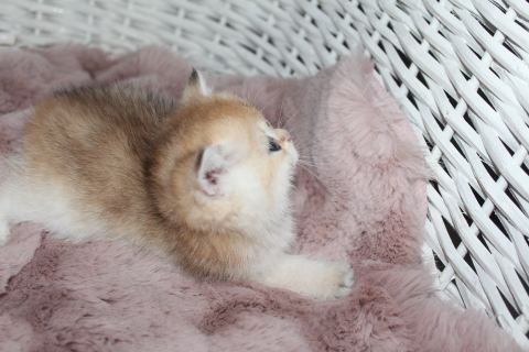 Balıkesir’de İyi Bir Aileye Gitmeyi Bekleyen Kedi ( Başvuru yapmayınız)