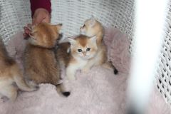 Bilecik’te Minik Dostumuza Kalıcı Yuva Arıyoruz ( Başvuru yapmayınız)