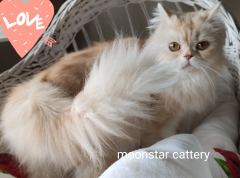 Gümüşhane’de Sakin Bir Eve Gidecek Sevimli Kedi ( Başvuru yapmayınız)