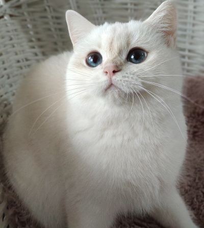İstanbul’da Aile Ortamına Uygun Köpeğe Yuva Arıyoruz ( Başvuru yapmayınız)