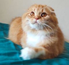 Ordu’da Sevgiyle Sahiplenilecek Sevimli Kedi ( Başvuru yapmayınız)