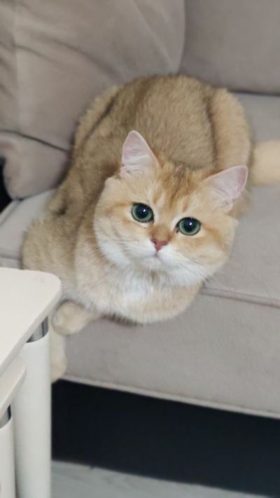 Siirt’te Yeni Evine Alışacak Sevimli Kedi ( Başvuru yapmayınız)