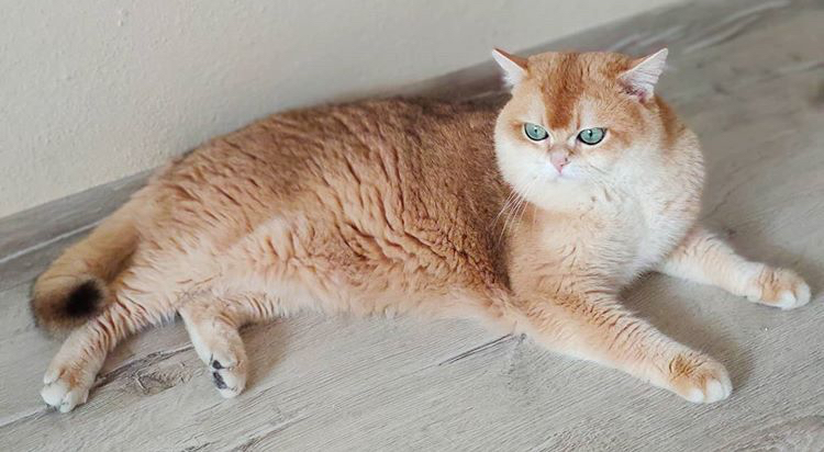 Eskişehir’de Yuva Arayan Tatlı Kedi