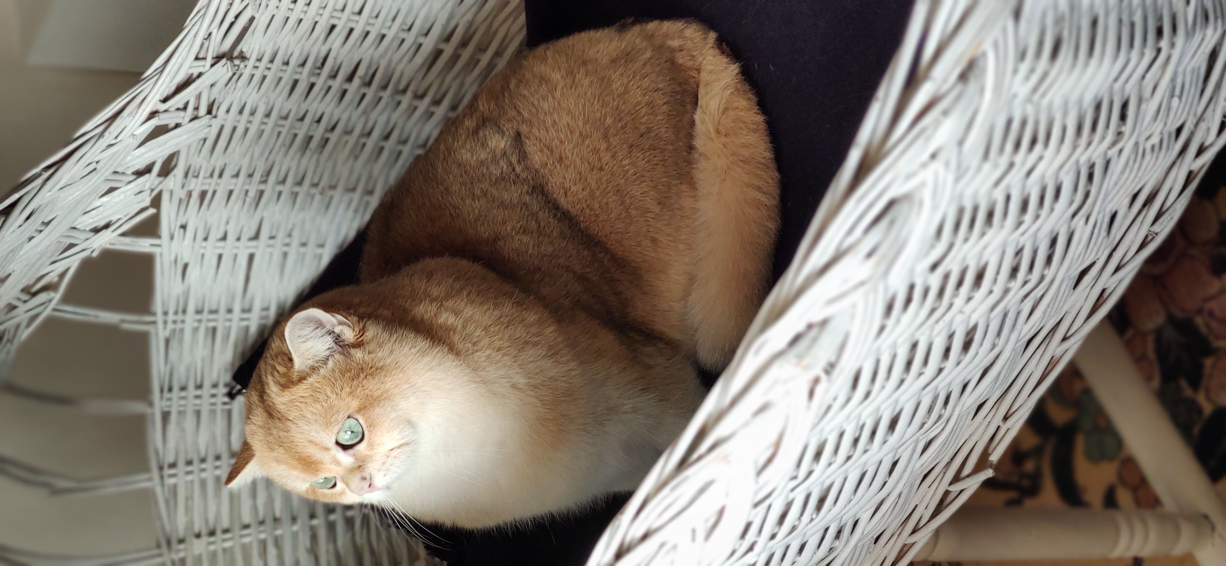 Hatay’da Sevgiyle Bakılacak Bir Yuva Arayan Kedi