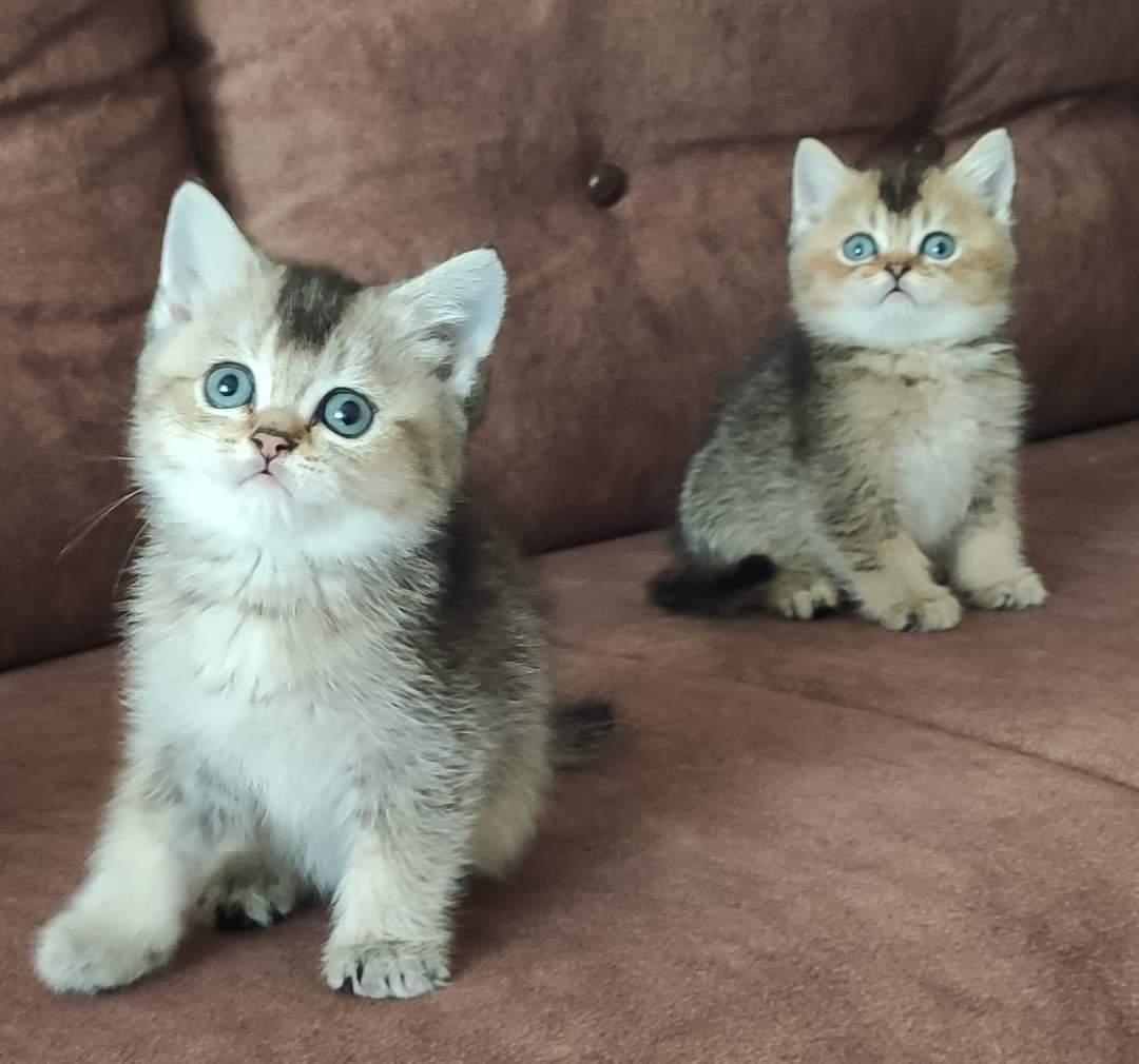 Kars’ta Sıcak Bir Yuvaya Gitmeyi Bekleyen Kedi