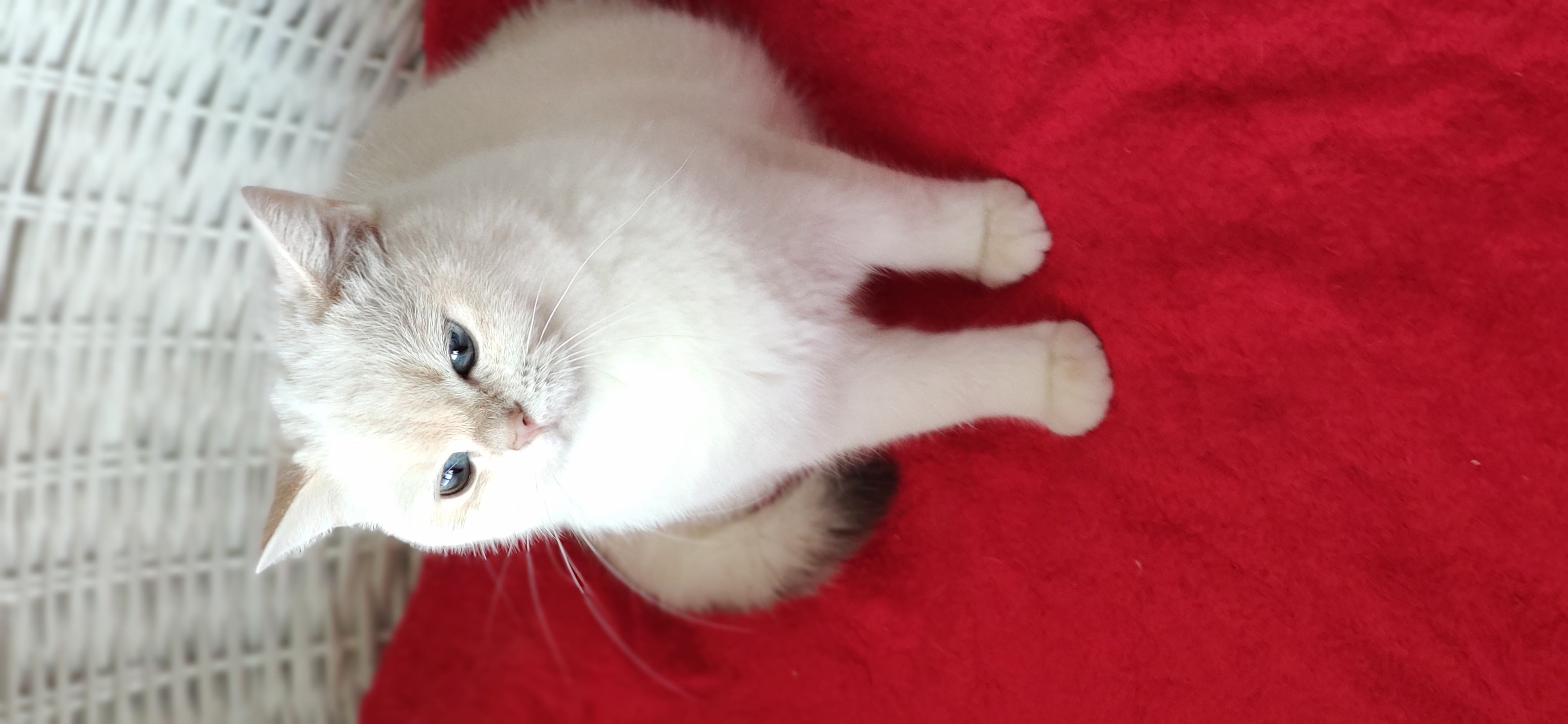 Kütahya’da Yeni Ailesini Bekleyen Sevimli Kedi