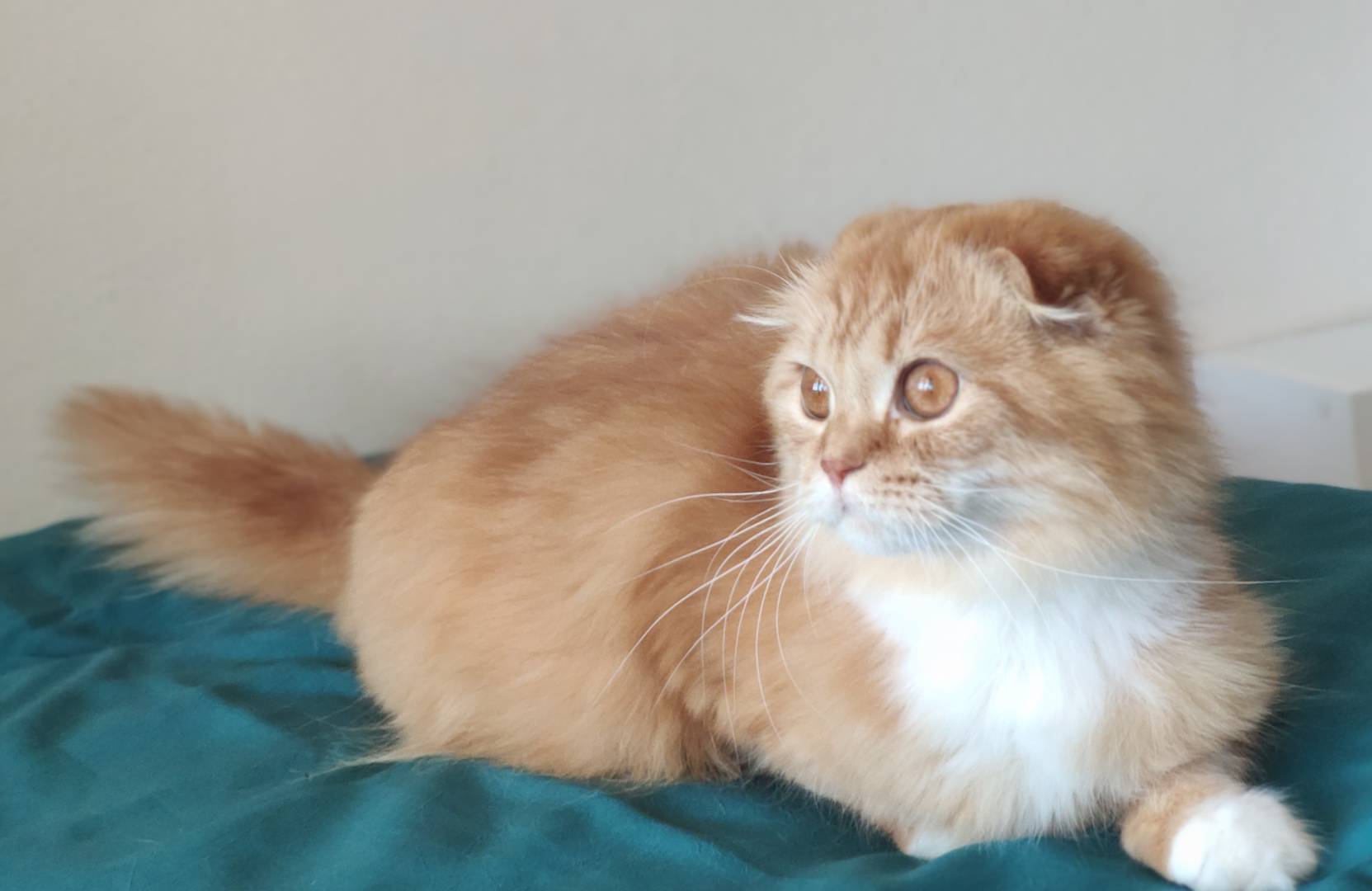 Manisa’da Güzel Bir Eve Gidecek Uysal Kedi