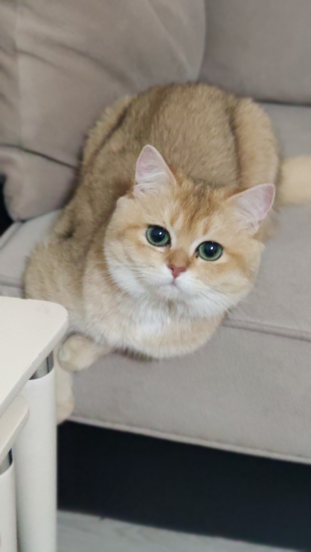 Siirt’te Yeni Evine Alışacak Sevimli Kedi