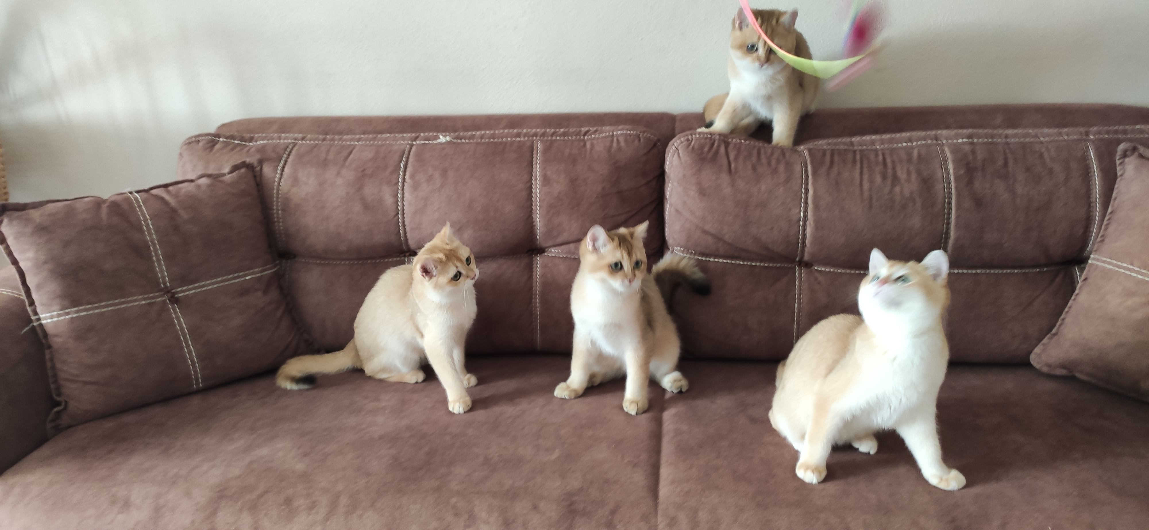 Trabzon’da Sevgi Göreceği Bir Eve Gitmesini İstediğimiz Kedi