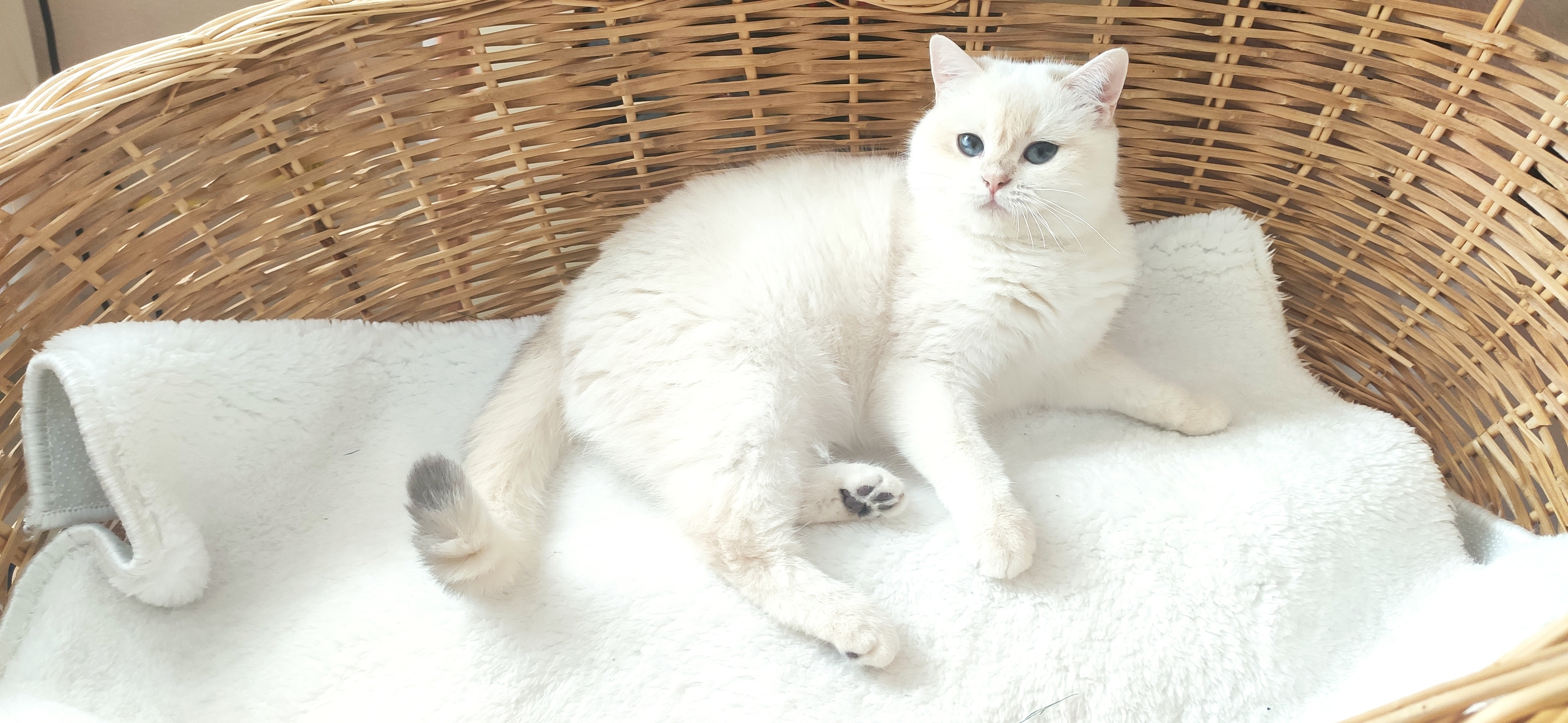 Zonguldak’ta Sıcak Bir Eve Gitmesini İstediğimiz Kedi