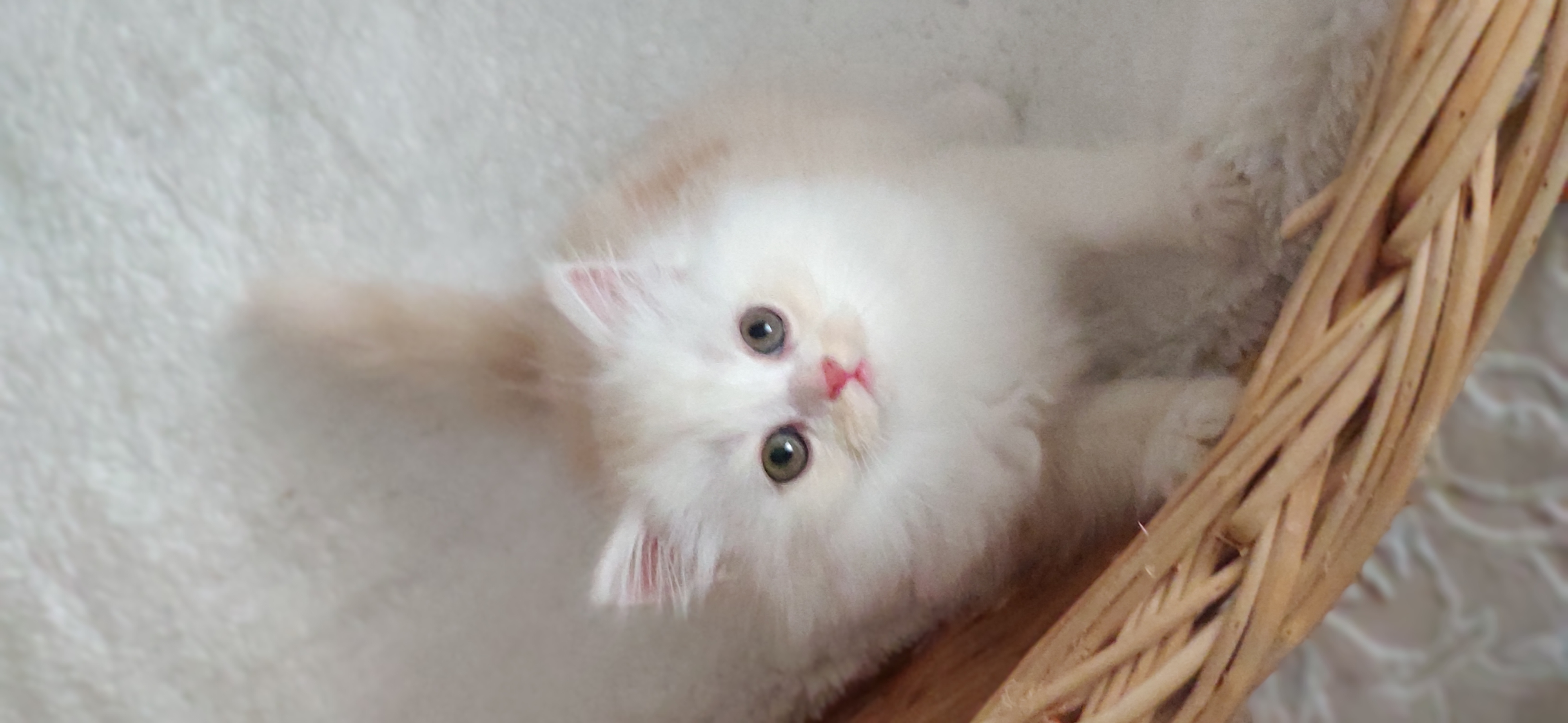 Yalova’da Huzurlu Bir Yuva Arayan Tatlı Kedi