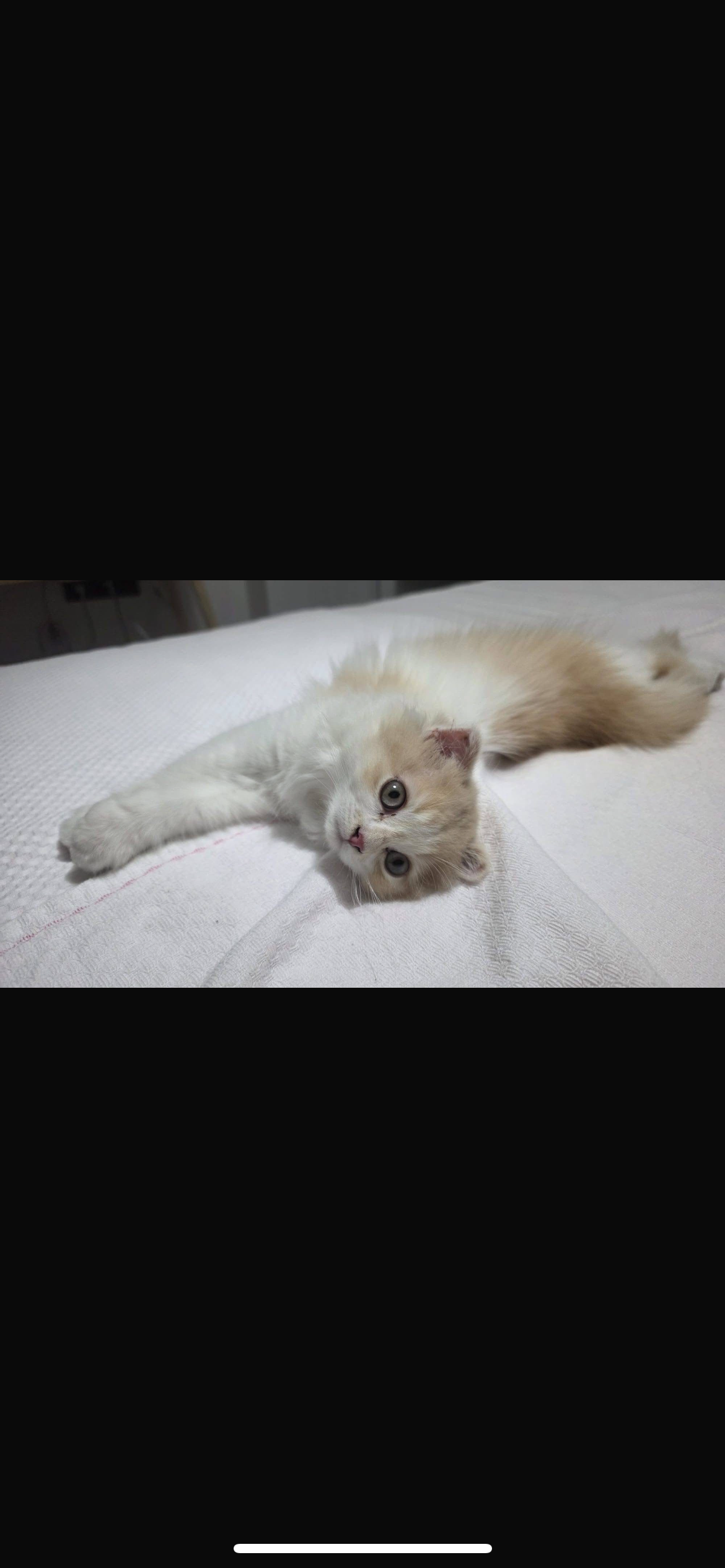 🐾 Scottish Fold Long Hair