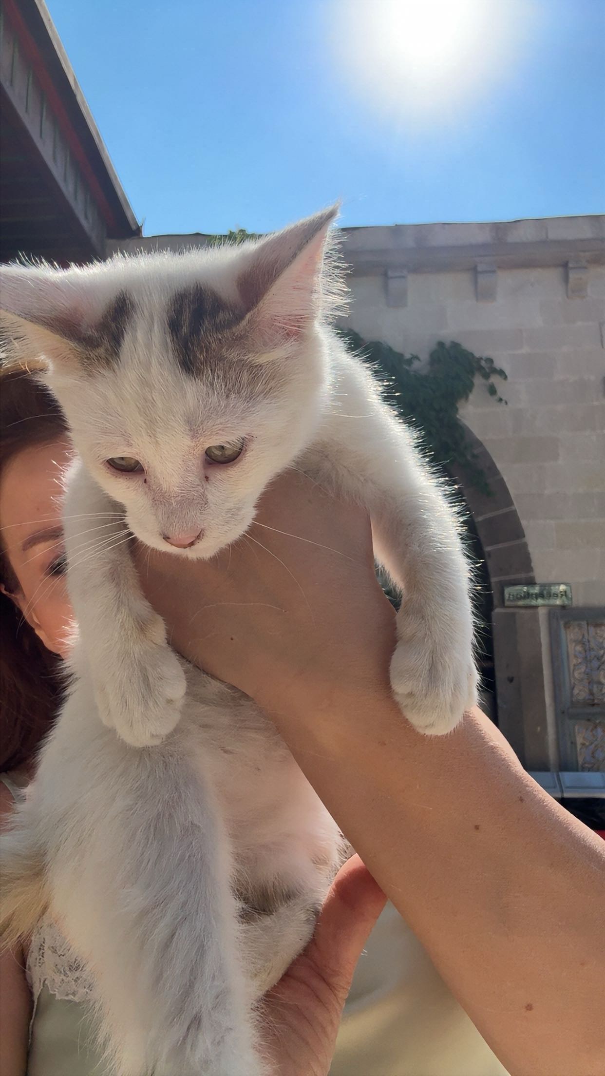 2 aylık erkek yavru kedi yuva ariyor