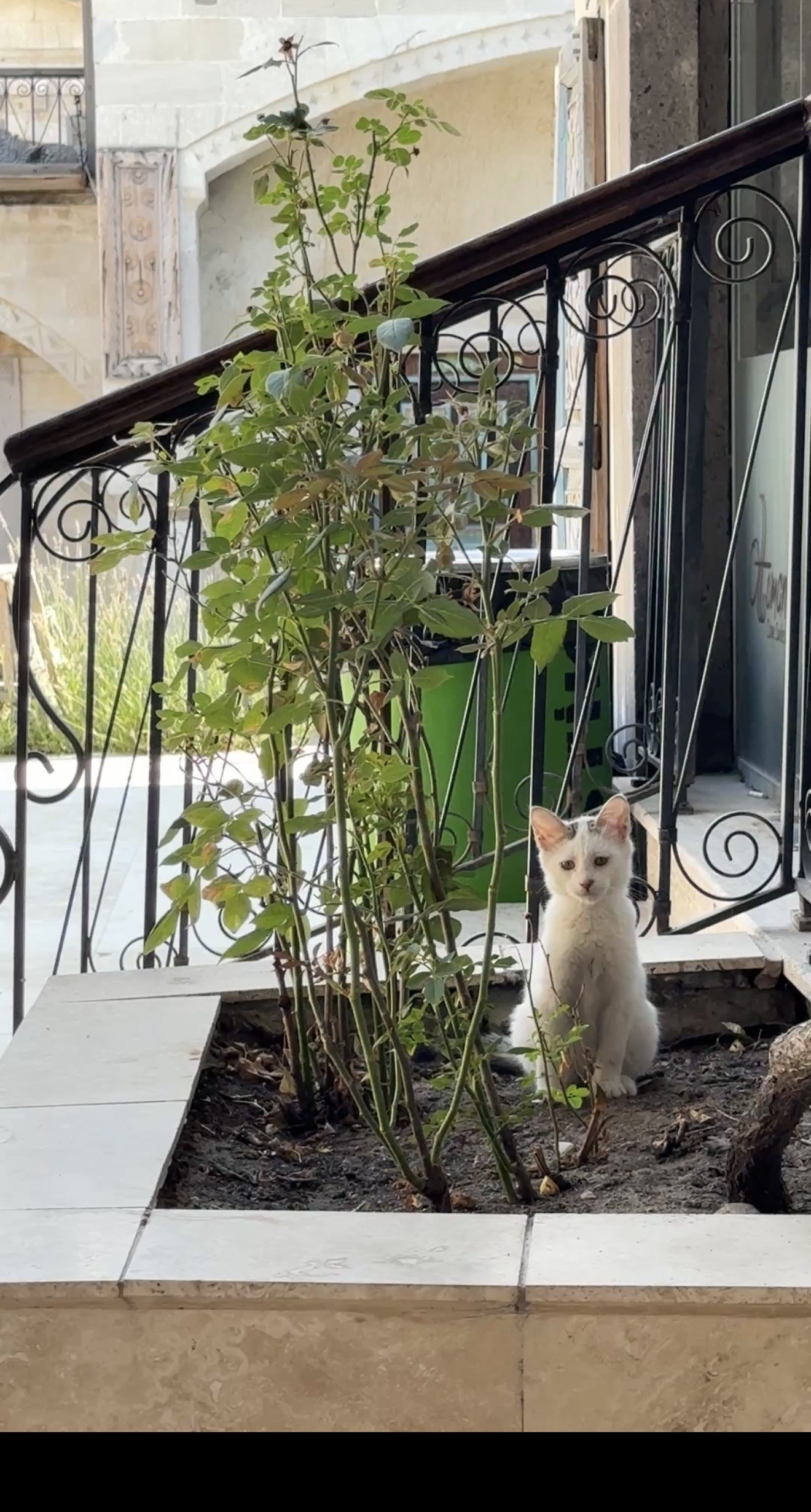 2 aylık erkek yavru kedi yuva ariyor